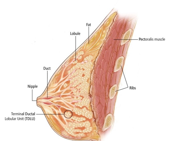 female-breast-anatomy-illustration