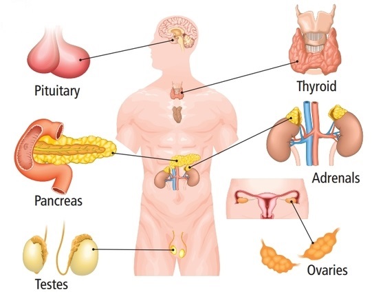 Endocrine-System